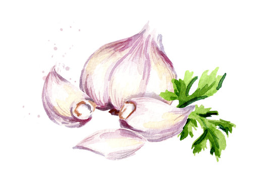 Garlic with parsley. Watercolor hand drawn illustration, isolated on white background