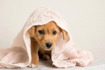 Piesek rudy © Ansza