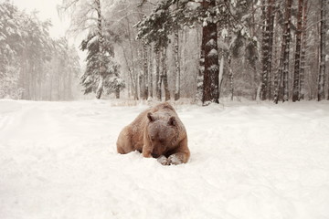 European Brown Bear in a winter forest - 194143569