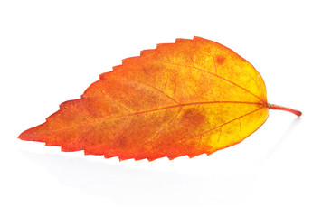 autumn leaf isolated on white background