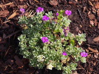 Aubrieta cultorum - beautiful spring flowers in the garden  