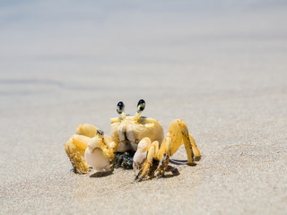 closeup of crab at the beach