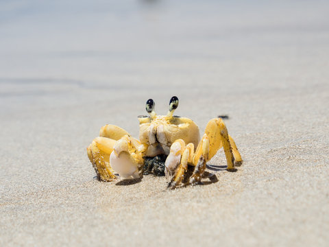 closeup of crab at the beach