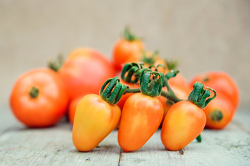 Ripe natural tomatoes growing on a branch in a greenhouse. Shallow depth of field