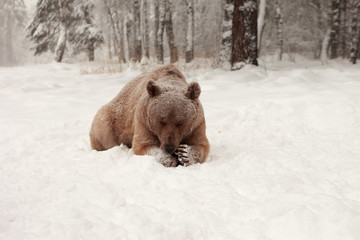 European Brown Bear in a winter forest