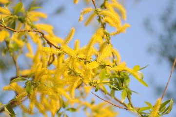 Yellow tree flower detail