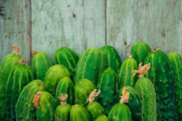 Pile of fresh organic cucumbers on a market