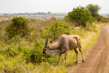 Patterson's eland isolate in Nairobi park in Kenya