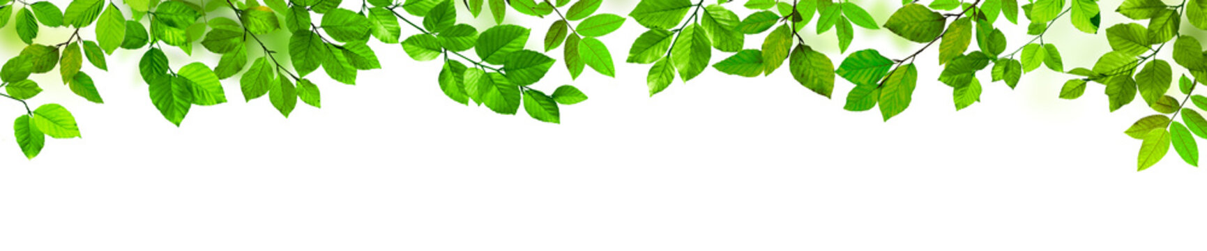 Grüne Blätter als Freisteller vor weißem Hintergrund