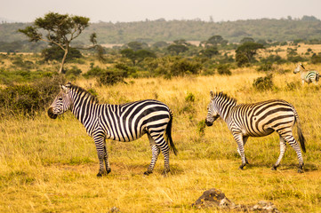 Fototapeta na wymiar Three Zebras, one with the right look in the savannah of Nairobi Park in Kenya