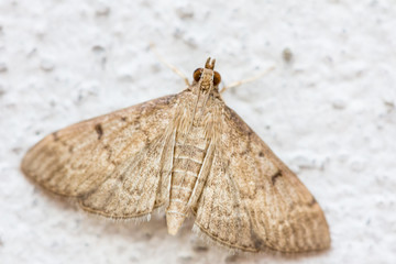 Fototapeta na wymiar macro shot yellow moth