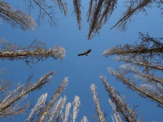 Vulture flying over the poplars