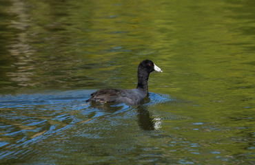 American coot swimming in pond