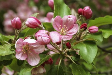 bright colorful pink flowers apple tree in spring close up