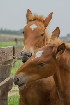 photo of a pair of Suffolk punch foals playing with a bit of rope