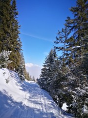 Waldweg Skitour im Winter