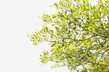 Green leaves and branch on white background, Isolated