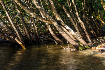 Long exposure of trees in lake