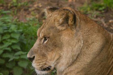 Obraz na płótnie Canvas photo portrait of a beautiful Barbary Lioness