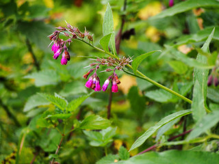 Bloming comfrey - Symphytum x rubrum 