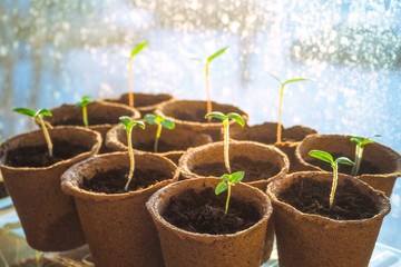 Young shoots of plants in the peat pots.
