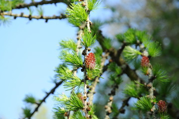 Roter Kiefernzapfen 