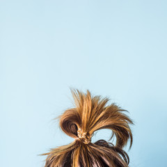 A disheveled bunch on the head of a dark-haired woman. The hair is tied with a transparent spiral elastic band. Modern fast hairstyle. Against a blue background. Copyspace