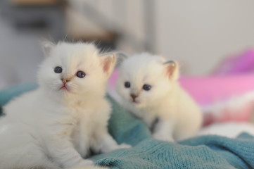ready to explore the world, two 4 week old sacred birman kitten looking curious