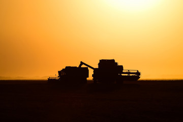 Fototapeta premium Harvesting by combines at sunset.
