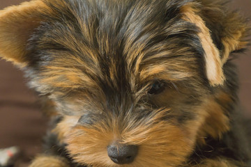 Close up on muzzle of yorkshire puppy that is downy