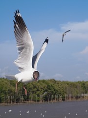 Seagulls in mangrove forest reserve bangpoo Thailand