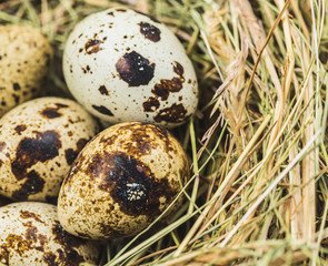 Obraz premium Quail eggs in the nest - close-up. Farming