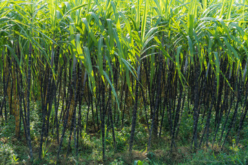 Sugarcane field in Asia