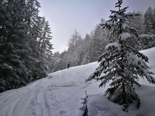 Skitour im verschneiten Wald