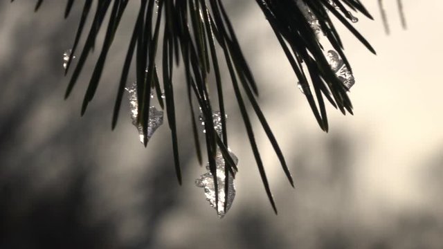 Single pine twig with long green needles and pieces of ice on them, waving on grey defocused background in slow motion. Winter sunny lyric scene with beautiful north or mountain nature in cold weather