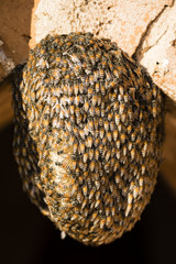 Honeycomb hangs on a brick wall