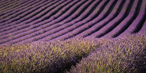 Lavender fields Valensole Plateau Forcalquier Alpes-de-Haute-Provence Provence-Alpes-Cote d'Azur France