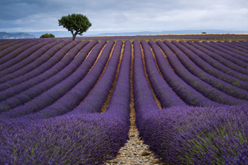 Lavender fields Valensole Plateau Forcalquier Alpes-de-Haute-Provence Provence-Alpes-Cote d'Azur France