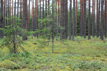 Obraz premium Лес