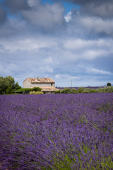 Fototapeta na wymiar Lavender fields Valensole Plateau Forcalquier Alpes-de-Haute-Provence Provence-Alpes-Cote d'Azur France