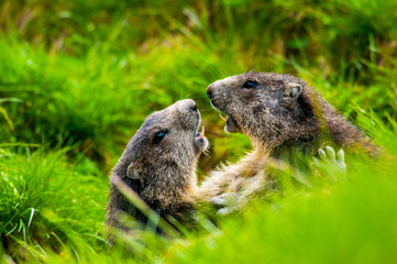 Marmottes du vallon du Lauzannier