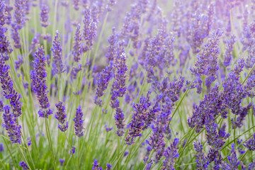 Lavender fields Valensole Plateau Forcalquier Alpes-de-Haute-Provence Provence-Alpes-Cote d'Azur France