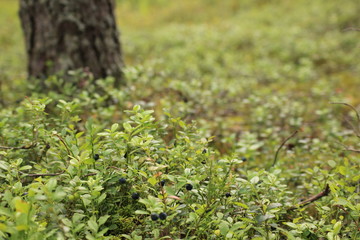 Кусты черники