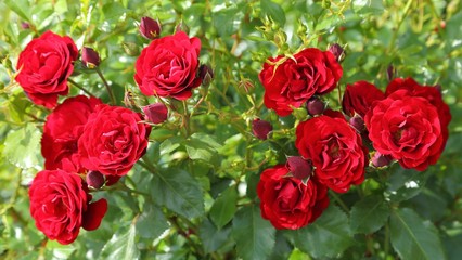Red roses.