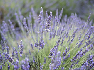 Lavender fields Alpes-de-Haute-Provence Provence-Alpes-Cote d'Azur France