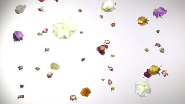 Beautiful flowers fly in the air on a white background