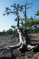 Old dry tree on Geta mountain on Aland islands