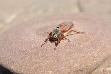  European beetle Cockchafer on a stone and tree