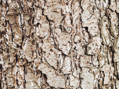 Bark of Elm. Seamless Tileable Texture. Old wood skin. Natural background