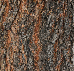 Bark of a tree background texture